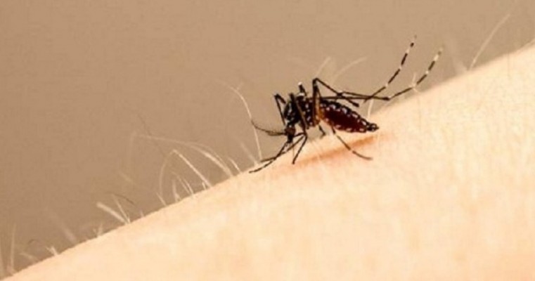 Vacina de dengue só deve ser tomada por quem já teve a doença, diz OMS