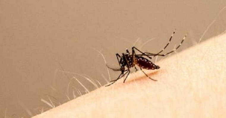Vacina de dengue só deve ser tomada por quem já teve a doença, diz OMS