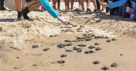 Mais de 120 tartarugas marinhas nascem