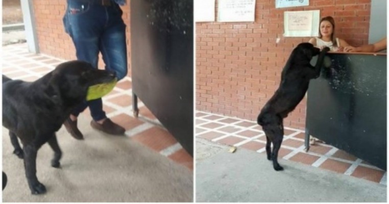 Após ver alunos comprarem lanches, cão passa a dar folhas para ganhar biscoitos em cantina