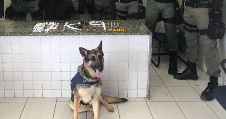 Cão policial impede fuga de suspeito e localiza droga em Olinda