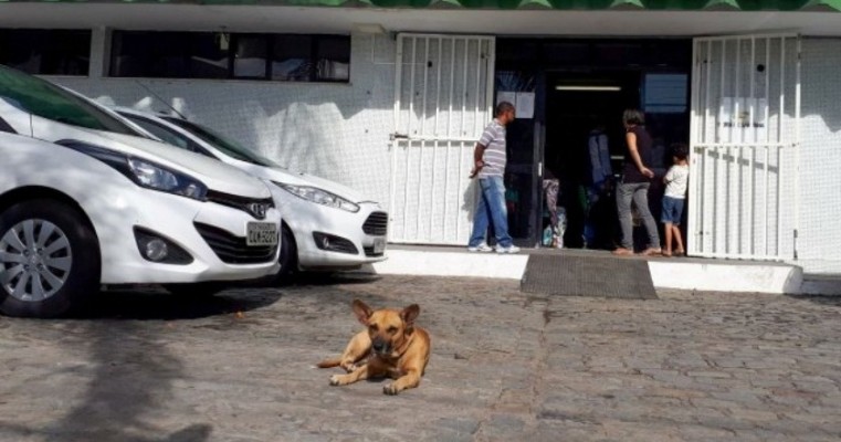 Cachorro fica de campana na porta de maternidade à espera da dona em Feira de Santana