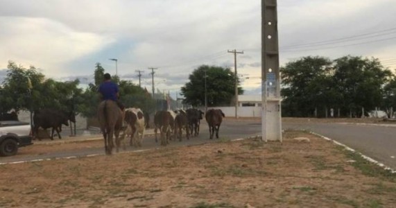 Flagrante: Homem toca boiada em plena área urbana de Petrolina e quase provoca acidente