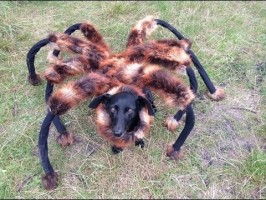 Cachorro-aranha