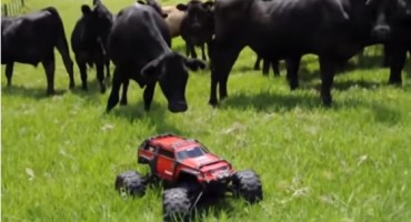 Cows chasing a RC car around a field