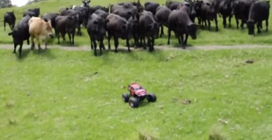 Vacas perseguindo um carro RC em torno de um campo