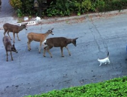 O gato da vizinhança atende aos veados bairro. Uma vez que tantas pessoas querem ver isso sem a música, aqui está!