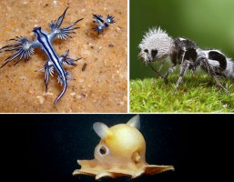 As 10 criaturas mais estranhas da natureza