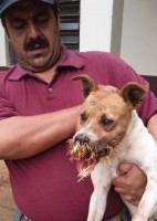 Cachorro morde ouriço e é ferido com mais de cem espinhos no RS
