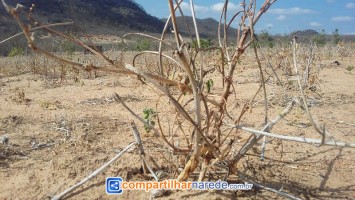 Uri falta de água em Salgueiro, PE 