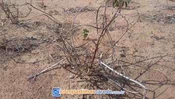 Uri falta de água em Salgueiro, PE 