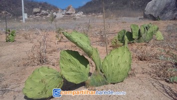 Uri falta de água em Salgueiro, PE 