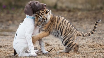 Tiger Bebê e cão são melhores amigos