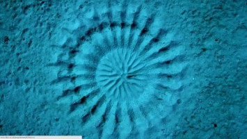 Um pequeno baiacu japonês cria uma escultura grande de areia no fundo do mar