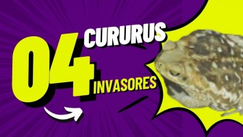 CONHEÇA OS SAPOS CURURUS INVASORES NO SERTÃO