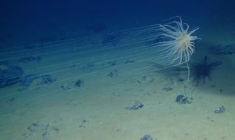 Relicanthus sp., uma espécie recém-descoberta de cnidário na zona de fratura de Clarion-Clipperton, no centro do Pacífico, em frente à costa oeste do México. — Foto: Noaa/ABYSSLINE via Craig Smith e Diva Amon