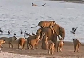 A inteligência de um jovem elefante o faz sobreviver ao ataque de 14 leões. Veja como!