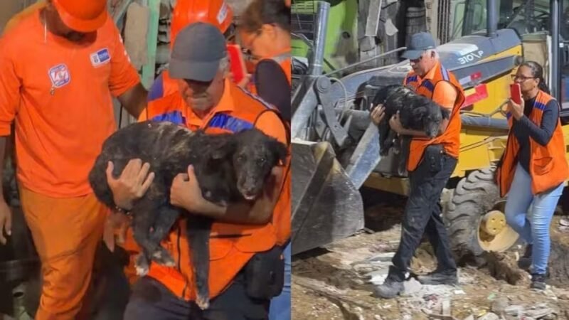 Cachorro é resgatado com vida após 35 horas sob escombros