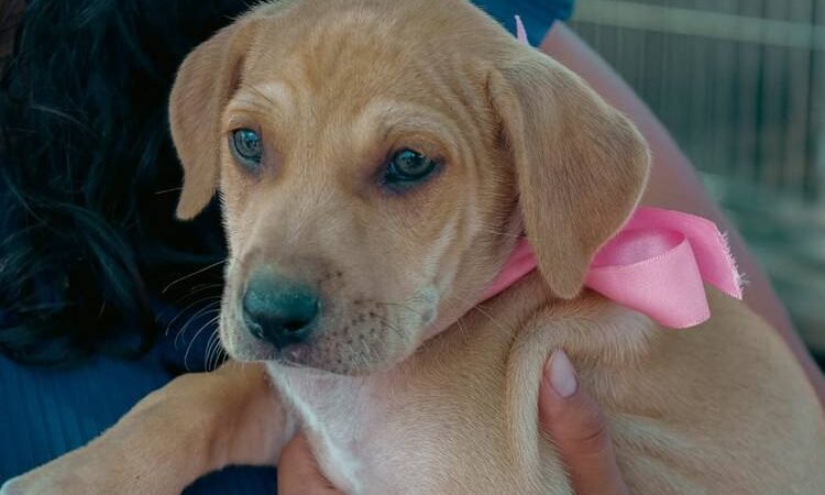 2ª Feirinha de Adoção de Animais acontecerá em Petrolina neste sábado