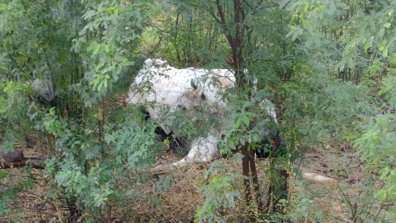 Homem morre após colidir moto contra uma vaca em Betânia