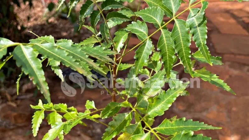 Projeto de lei proíbe plantio de Nim Indiano e Ficus em Serra Talhada