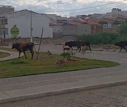 Moradores reclamam que vacas colocam em risco Praça dos Ipês, em Serra Talhada