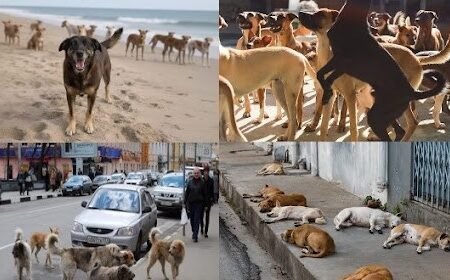 30 milhões de animais, como o cão Orelha, vivem nas ruas do Brasil