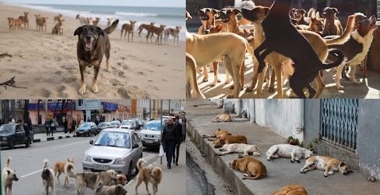 30 milhões de animais, como o cão Orelha, vivem nas ruas do Brasil