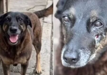 REVIRAVOLTA! Mulher admite fake news sobre espancamento do cão Orelha; saiba detalhes