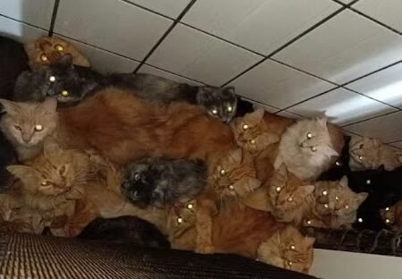 Mulher entra na mira da polícia por manter mais de 400 gatos em apartamento